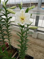 [4554 VH30 No01.JPG]